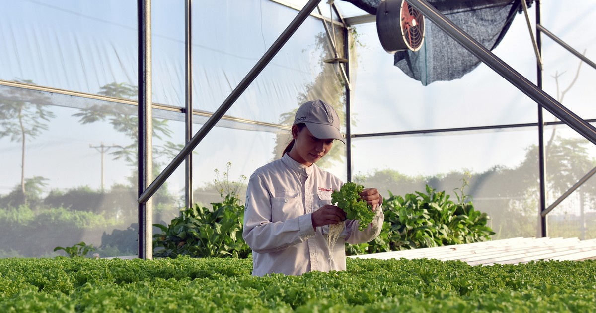 Kỹ sư nông nghiệp Công ty Declo Farm (tỉnh Bắc Ninh) kiểm tra tốc độ tăng trưởng của rau màu trồng trong nhà kính. Ảnh: Minh Hà