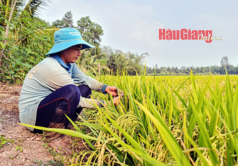 Vùng lúa chất lượng cao của tỉnh Hậu Giang tới đây sẽ được mở rộng để đáp ứng cho nhu cầu tiêu dùng và xuất khẩu. Ảnh: H.Thu