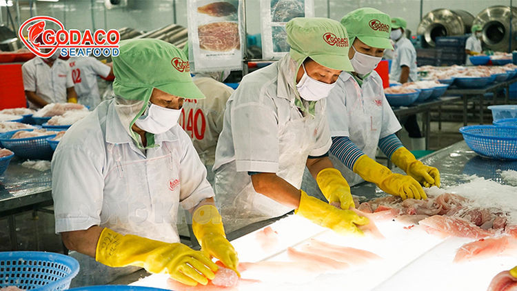 Chế biến cá tra xuất khẩu tại Công ty cổ phần Gò Đàng (GODACO Seafood), Khu công nghiệp An Hiệp, xã An Hiệp, huyện Châu Thành, tỉnh Bến Tre. Ảnh: CTV