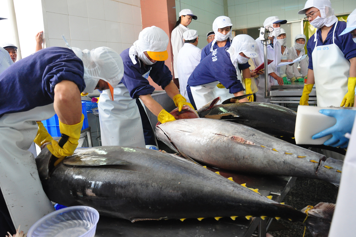 Theo số liệu của Hiệp hội Chế biến và Xuất khẩu Thuỷ sản Việt Nam (VASEP), kim ngạch xuất khẩu cá ngừ trong quý I/2023 giảm 30% so với cùng kỳ năm trước.