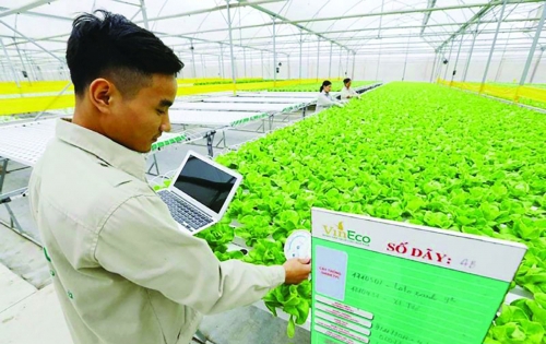 Wineco đã và đang đẩy mạnh phát triển nông nghiệp công nghệ cao.