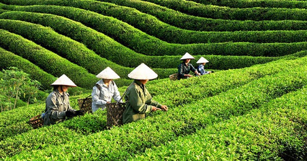 Thái Nguyên đã có 173 sản phẩm OCOP trên sàn giao dịch điện tử, chủ yếu là các sản phẩm chè - Ảnh: VGP