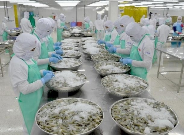 Việt Nam chỉ bị điều tra chống trợ cấp, do sản phẩm tôm nói trên của Việt Nam đang bị Hoa Kỳ áp thuế chống bán phá giá từ năm 2004 đến nay. Ảnh: TTXVN