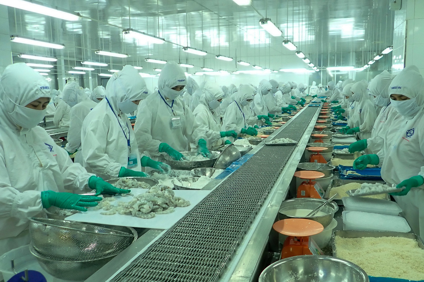 Cả lĩnh vực nuôi lẫn chế biến xuất khẩu tôm Việt Nam ngày càng  giữ vững vị thế tôm Việt trên thị trường thế giới. Ảnh: TÍCH CHU