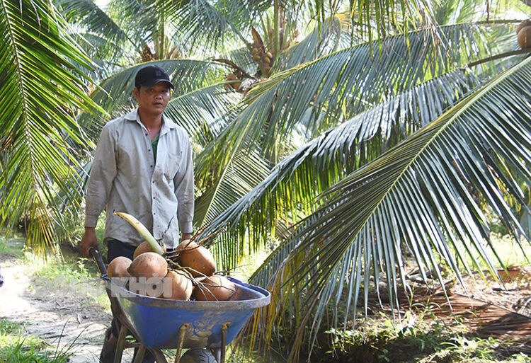 Thu hoạch dừa uống nước tại xã Phong Nẫm (Giồng Trôm). Ảnh: Cẩm Trúc