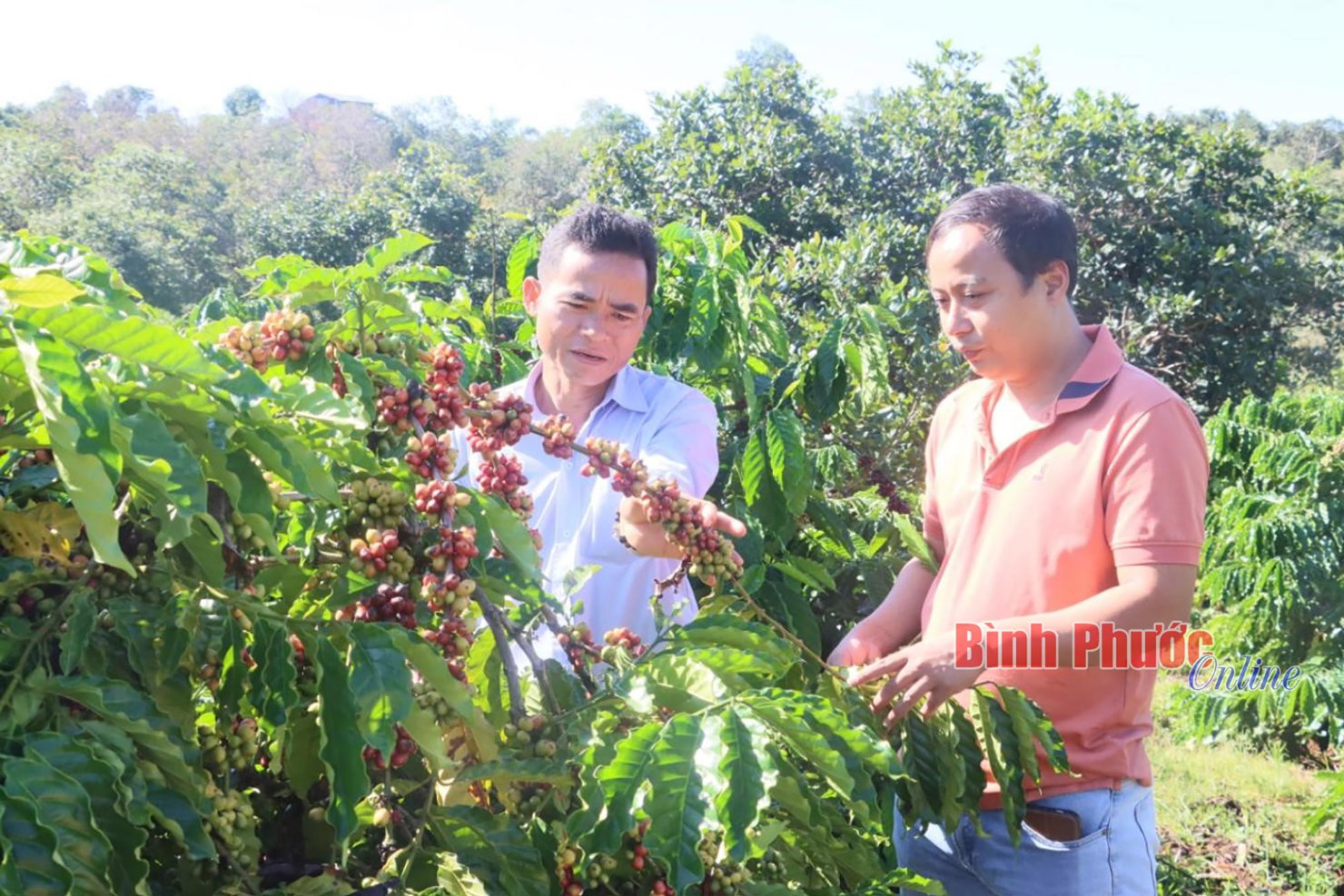 N&ocirc;ng d&acirc;n rất phấn khởi bởi c&agrave; ph&ecirc; kh&ocirc;ng chỉ được m&ugrave;a m&agrave; gi&aacute; cũng cao hơn năm 2022. Ảnh: Văn Đo&agrave;n