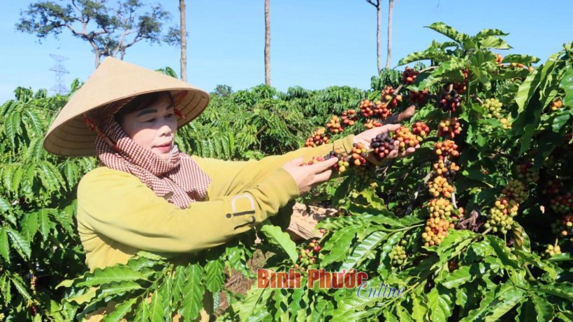 Nông dân thu hái cà phê trồng chuyên canh.  Ảnh: Văn Đoàn