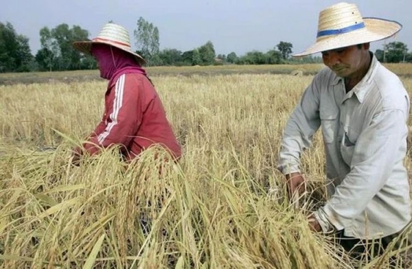 Nông dân thu hoạch lúa trên cánh đồng ở tỉnh Roi Et, Thái Lan. (Ảnh: AFP/TTXVN)