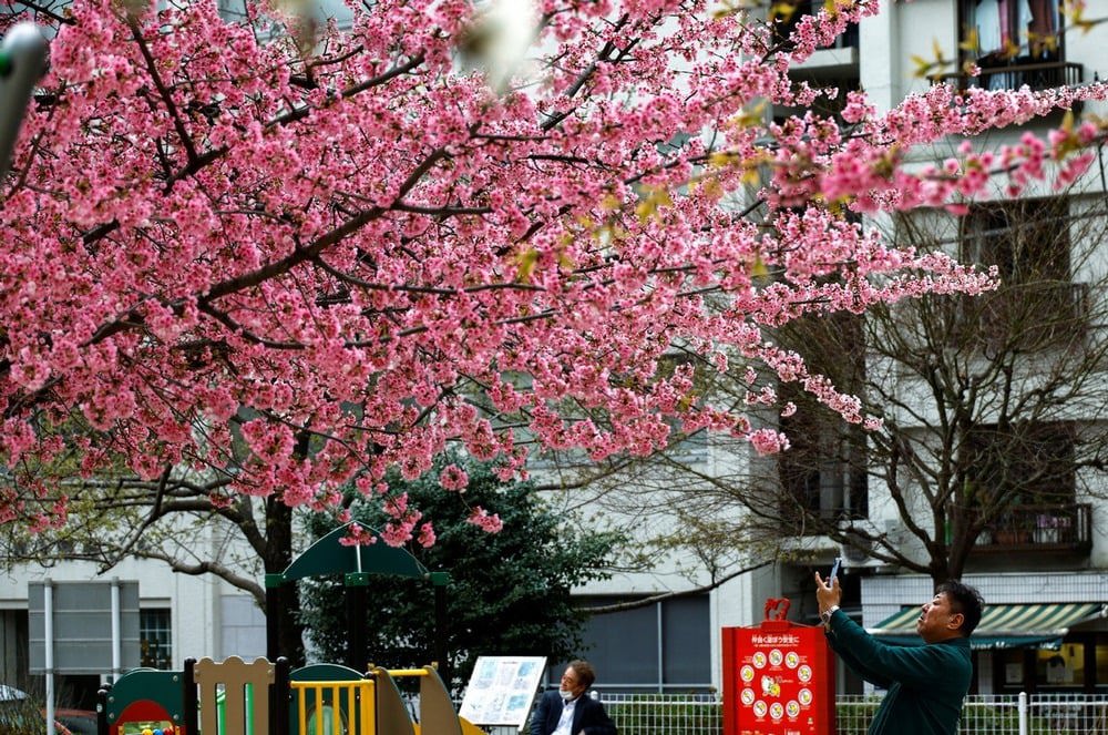 2023年3月13日，人們在東京拍攝櫻花。圖片機構/中國日報