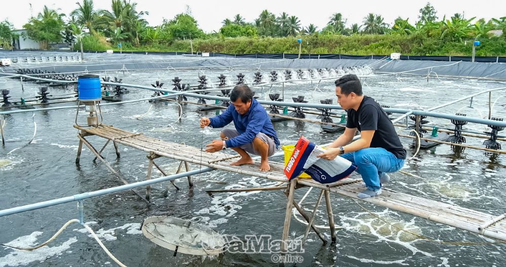 Nhiều hộ nu&ocirc;i t&ocirc;m thả giống vụ ngo&agrave;i cung ứng nguồn nguy&ecirc;n liệu cho lễ hội t&ocirc;m th&igrave; c&ograve;n chuẩn bị cho Tết nguy&ecirc;n đ&aacute;n sắp tới. Ảnh: Ng&ocirc; Nhi