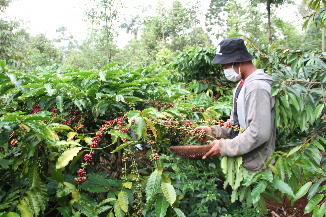 Nông dân Đắk Lắk thu hoạch cà phê. Lê Minh