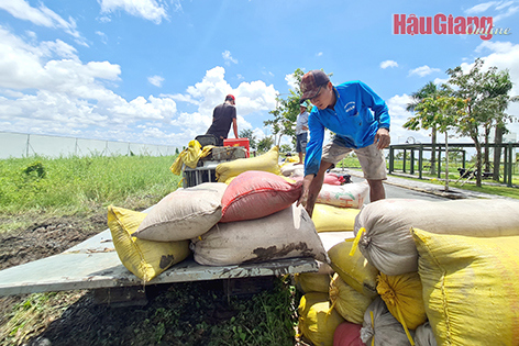 Giá lúa gạo ở mức cao, nông dân thêm phấn khởi. Ảnh: Hoài Thu