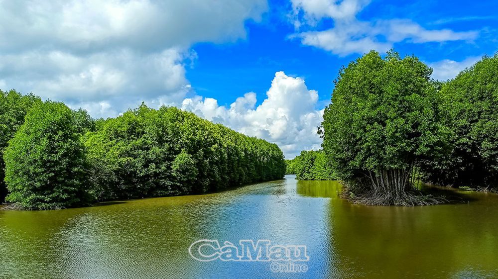 Mô hình tôm - rừng đạt tiêu chuẩn quốc tế ở xã Viên An Đông mang lại hiệu quả ổn định cho người dân. Ảnh: Trần Quốc Khải