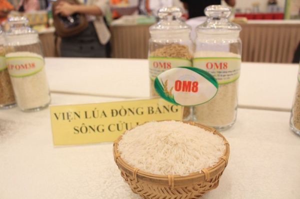 Gạo của Việt Nam hiện vẫn duy trì vị trí ngôi đầu thế giới về giá.