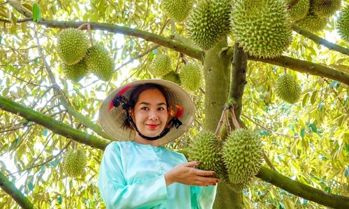 Sầu riêng Việt Nam "gặt" trái ngọt ở thị trường Trung Quốc.