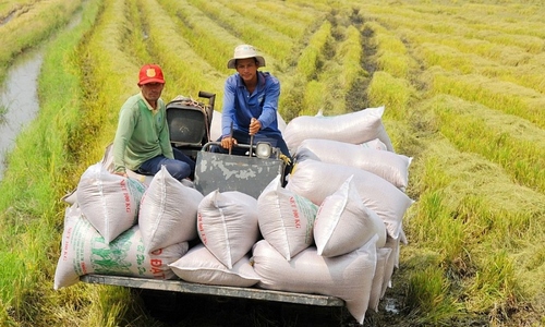 Gỡ điểm nghẽn để ngành lúa gạo phát triển bền vững hơn. 