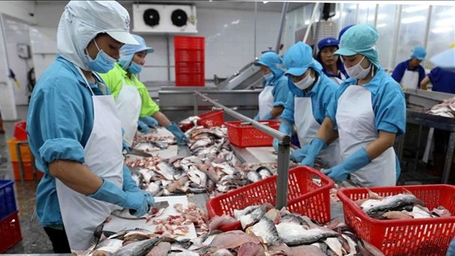 Xuất khẩu cá tra năm nay ước đạt 1,8 tỷ USD, bằng 75% cùng kỳ năm ngoái. Nguồn: ITN