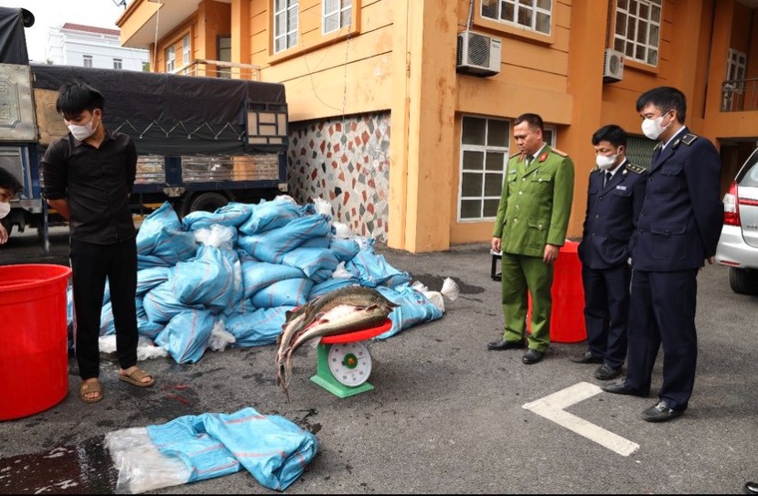 Công an tỉnh Lào Cai cho biết đơn vị đã phát hiện và bắt giữ 3 xe ôtô được thuê vận chuyển hơn 3 tấn cá tầm sống không rõ nguồn gốc. Ảnh: Báo Pháp Luật