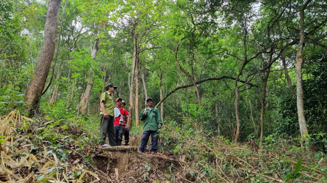 Tham gia thị trường mua - bán tín chỉ carbon rừng giúp các địa phương có thêm nguồn tài chính cho công tác quản lý, bảo vệ rừng. Ảnh: Thuận Nguyễn