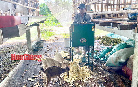 Nông dân huyện Phụng Hiệp tận dụng nguồn mít dạt làm thức ăn cho dê để giảm chi phí đầu tư. Ảnh: D. Khánh