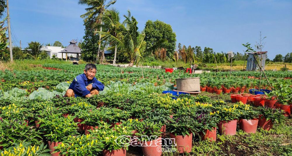 Vườn hoa kiểng của gia đình ông Mai Hồng Sỹ đang phát triển tốt. Ảnh: Trần Thể