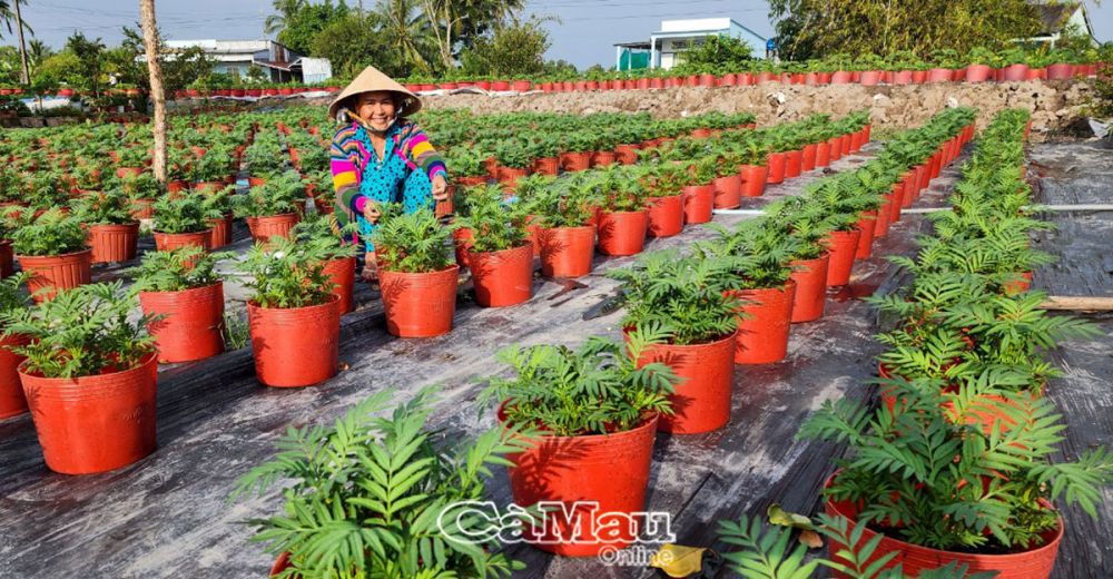 Năm nay là thứ 7, gia đình bà Châu Thu Phần trồng hoa kiểng phục vụ thị trường Tết.