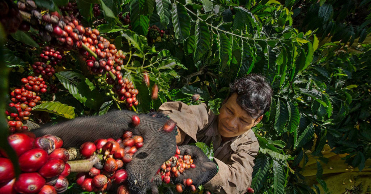 Người dân Kon Tum thu hoạch cà phê. Ảnh: Huỳnh Phương