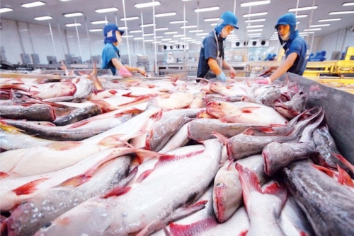 Bộ Nông nghiệp và Phát triển Nông thôn Việt Nam dự báo sản lượng cá tra năm 2024 tăng 2,8% so năm 2023.
