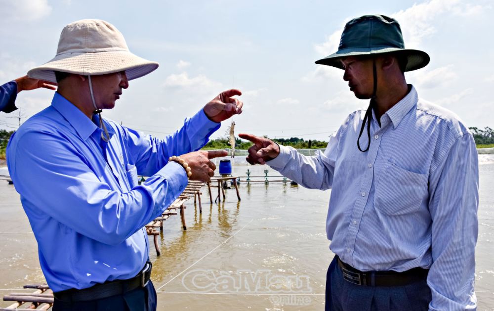 &Ocirc;ng Huỳnh Xu&acirc;n Diện (b&ecirc;n tr&aacute;i) l&agrave; người ti&ecirc;n phong ứng dụng quy tr&igrave;nh nu&ocirc;i t&ocirc;m si&ecirc;u th&acirc;m canh. Ảnh: Huỳnh Việt