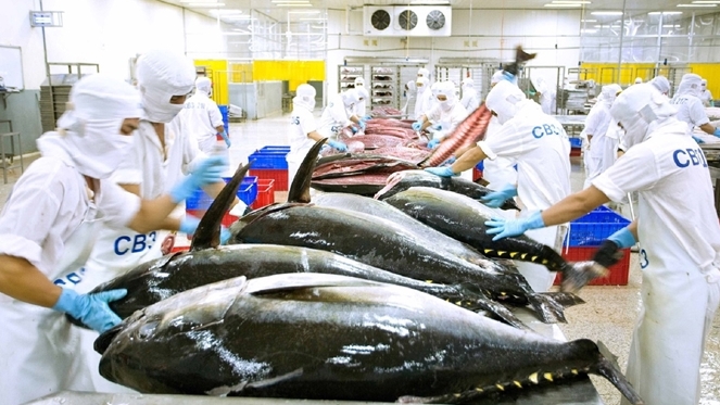 Năm 2024 xuất khẩu cá ngừ dự báo chậm phục hồi. Nguồn: ITN