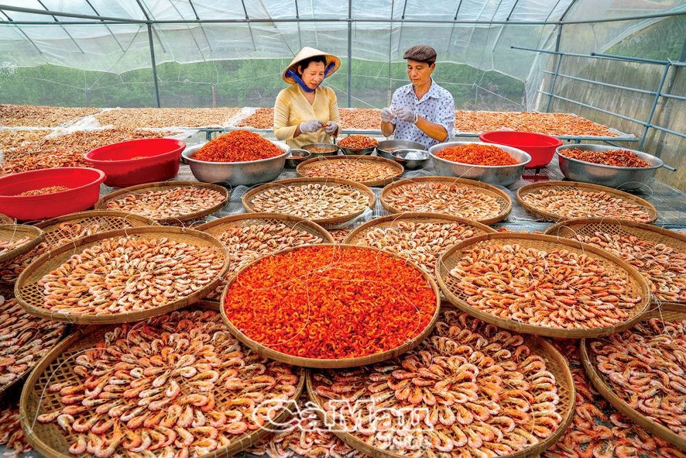 Nghề làm tôm khô được đầu tư máy móc, nhà kính phơi, sấy, nâng cao chất lượng sản phẩm. Ảnh: Huỳnh Lâm