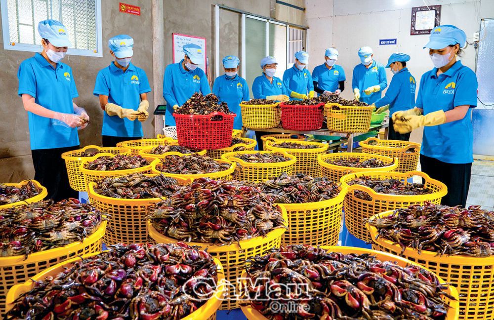 Nghề muối ba khía được gìn giữ và trao truyền qua hàng trăm năm, đến nay vẫn tồn tại và phát triển ở nhiều địa phương trong tỉnh. Ảnh: Huỳnh Lâm