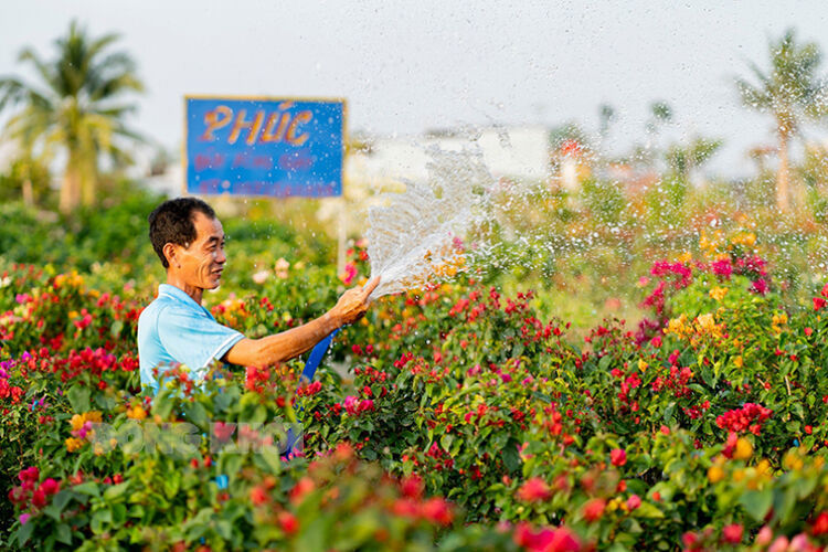 Nông dân Chợ Lách tỉnh Bến Tre chăm sóc hoa kiểng. Ảnh: Quốc Thi