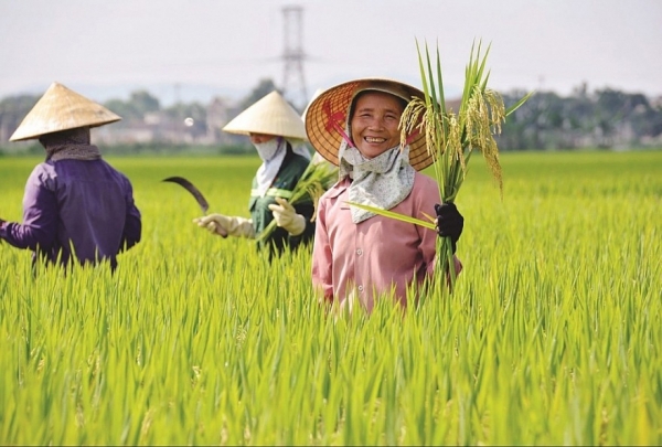 Indonesia quyết định tăng thêm hạn ngạch nhập khẩu gạo trong năm 2024 thêm 1,6 triệu tấn, gạo Việt thêm cơ hội xuất khẩu sang thị trường này. Ảnh minh họa.