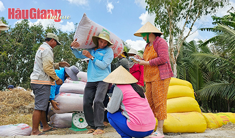 Giá lúa biến động nhưng nhiều nông dân vẫn có lời do trúng mùa. Ảnh: Mộng Toàn