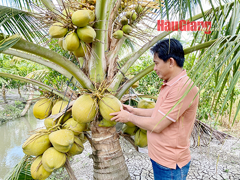 Vườn dừa sáp của anh Sơn hiện đã cho trái hơn 100 gốc, doanh thu ước đạt 1,5 tỉ đồng/năm. Ảnh: Mai Thanh