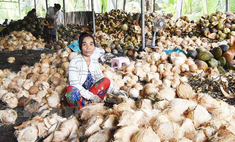 Hợp tác xã Nông nghiệp Phước Hiệp, huyện Mỏ Cày Nam hoạt động hiệu quả, duy trì việc làm cho người lao động. Ảnh: Cẩm Trúc