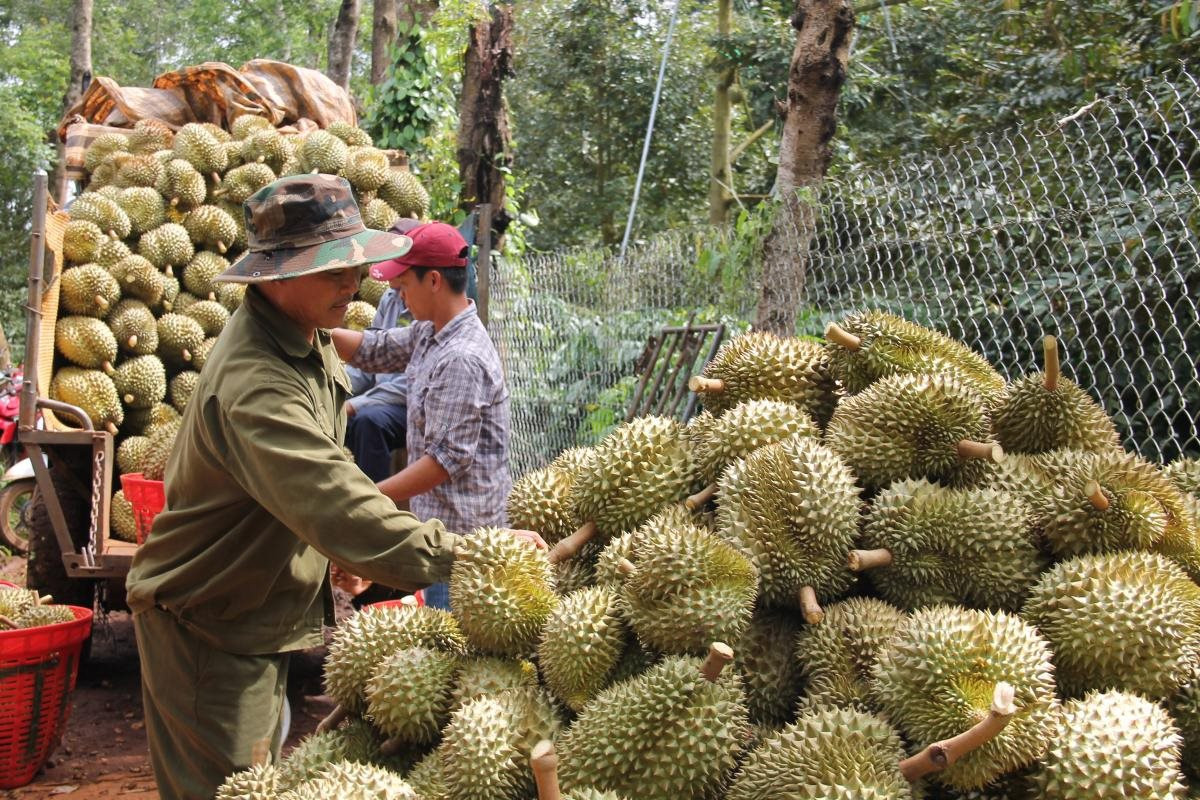 Lần đầu ti&ecirc;n, xuất khẩu rau quả của Việt Nam đạt v&agrave; vượt 1 tỷ USD ngay trong những th&aacute;ng đầu của năm 2024. Ảnh: B&aacute;o Đại đo&agrave;n kết. &nbsp;