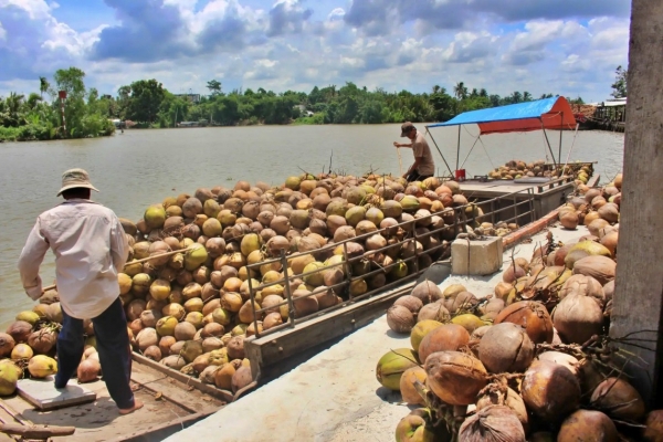 Nhiều sản phẩm dừa hoặc từ dừa của Việt Nam có tiềm năng để xâm nhập thị trường Philippines. Ảnh minh họa.