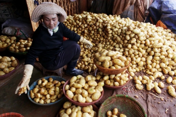 Khoai tây Đà Lạt là một trong những sản phẩm nông sản bị giả mạo xuất xứ trong thời gian dài. Ảnh: Tiến Thành