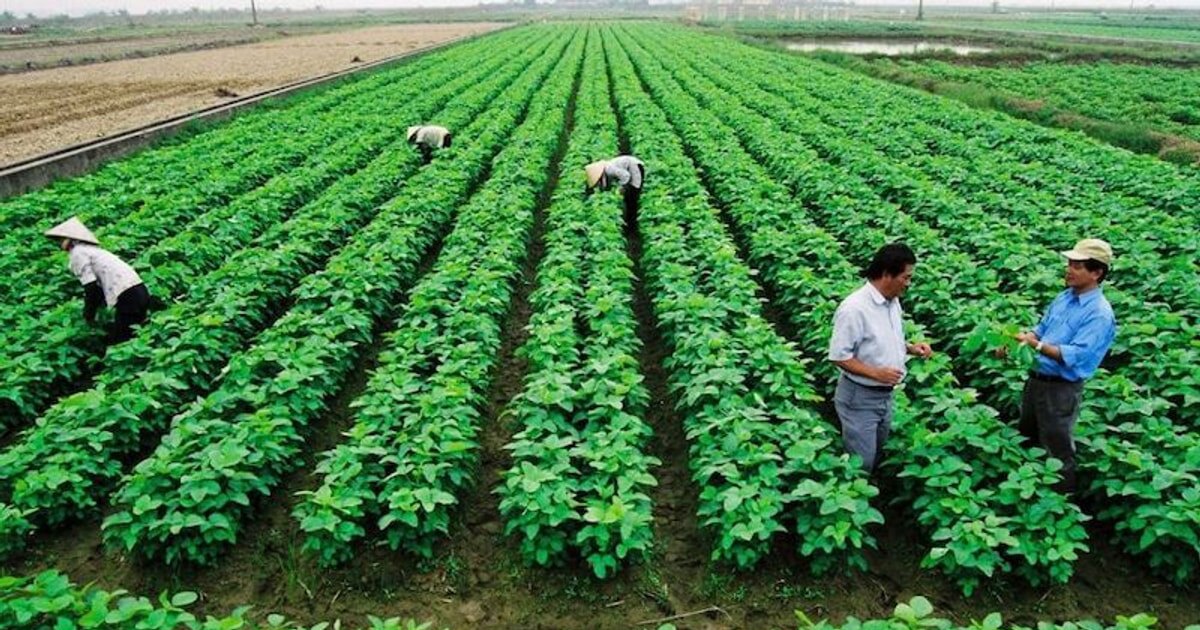 Nền nông nghiệp Việt Nam đang đối mặt với nhiều thách thức nghiêm trọng, đặc biệt là biến đổi khí hậu và thiên tai.