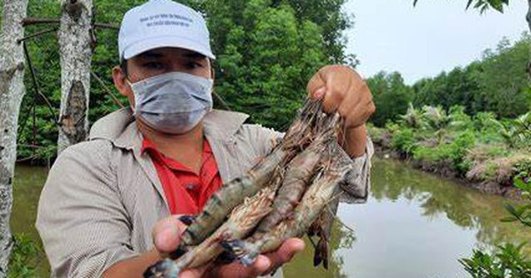 Cần thay đổi tư duy, thay vì chạy theo sản lượng, công nghệ cao cần phải chú trọng vấn đề bền vững và hiệu quả ngành hàng tôm.