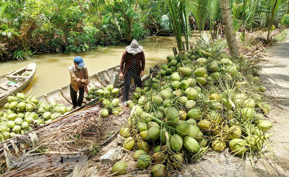 Thu hoạch dừa ở huyện Giồng Trôm, tỉnh Bến Tre. Ảnh: Phương Thảo