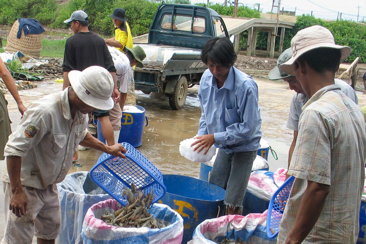 Dù đã về đích, nhưng cả doanh nghiệp và người nuôi tôm đều không có được niềm vui trọn vẹn. Ảnh: Tích Chu