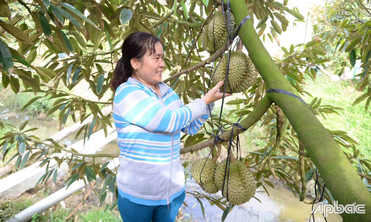 Nguồn cung hạn chế, giá sầu riêng tăng cao trở lại. Ảnh: Anh Thư