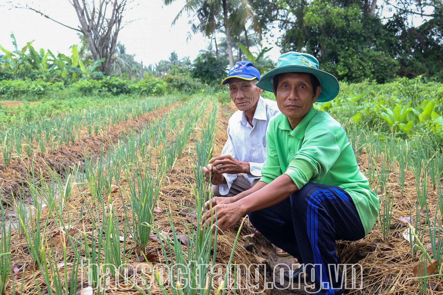 Nông dân xã Đại Tâm, huyện Mỹ Xuyên (Sóc Trăng), bên rẫy hành lá trồng để bán dịp tết Nguyên đán Ất Tỵ, năm 2025. Ảnh: Thúy Liễu