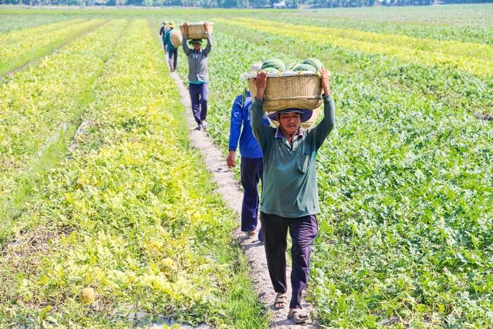 Thời điểm này, nông dân Bình Tân tất bật vào vụ thu hoạch dưa hấu Tết. Ảnh: Phi Long