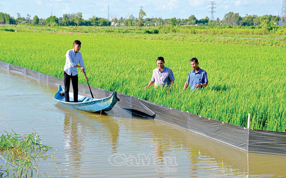 Sản xuất l&uacute;a - t&ocirc;m được xem l&agrave; m&ocirc; h&igrave;nh th&iacute;ch ứng với biến đổi kh&iacute; hậu v&agrave; ph&ugrave; hợp với mục ti&ecirc;u ph&aacute;t triển &ETH;ề &aacute;n 1 triệu h&eacute;c-ta l&uacute;a chuy&ecirc;n canh chất lượng cao. Ảnh minh hoạ