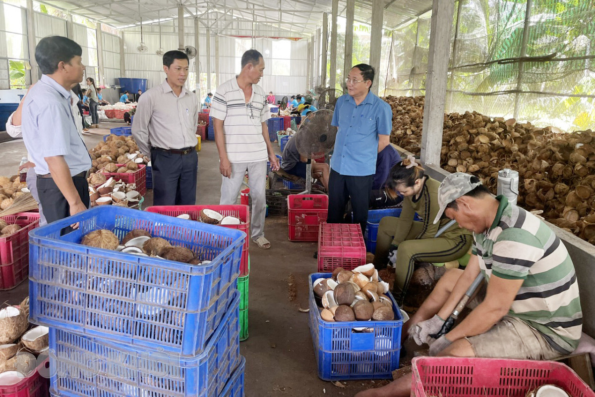 Giám đốc Sở Nông nghiệp và Phát triển nông thôn Đoàn Văn Đảnh (bìa phải) khảo sát mô hình sản xuất dừa hữu cơ tại Hợp tác xã Nông nghiệp Thới Thạnh, huyện Thạnh Phú. Ảnh: Cẩm Trúc