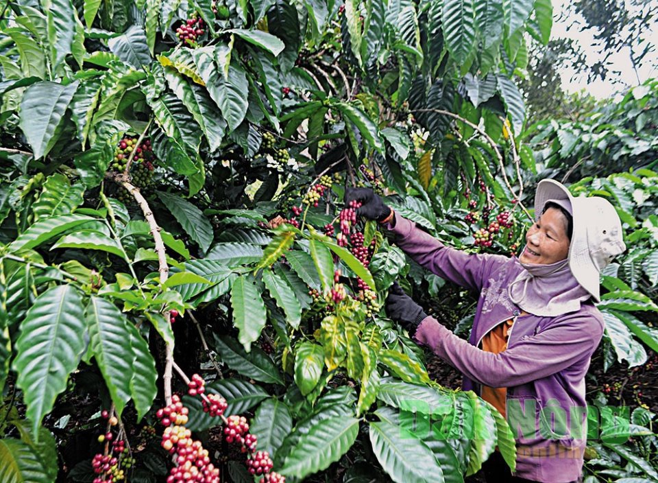 Quy định EUDR không chỉ đặt ra thách thức lớn mà còn là cơ hội để doanh nghiệp cà phê Việt Nam mở rộng thị trường vào khu vực Bắc Âu.